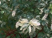  Clethra alnifolia