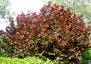 burgundy Planta Hazel (Corylus) mynd