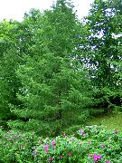zaļš Augs Eiropas Lapegle (Larix) foto