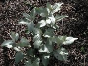 тъмно зелено Растение Сребро Биволско Бери (Elaeagnus argentea) снимка