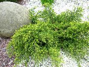 緑色 プラント ジュニパー、サビナ (Juniperus) フォト