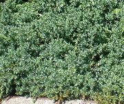 светло плава Биљка Клека, Сабина (Juniperus) фотографија