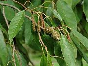 grün Pflanze Common Alder (Alnus) foto