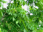 зелен Растение Орех (Juglans) снимка