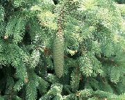 Douglas Gran, Oregon Pine, Rød Gran, Gul Gran, Falsk Gran lyseblå Plante