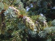 silvriga Växt Douglasgran, Oregon Pine, Röd Gran, Gul Gran, Falsk Gran (Pseudotsuga) foto