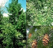 绿 卉 黄杉，俄勒冈州松木，杉木冲，黄杉，云杉假 (Pseudotsuga) 照片