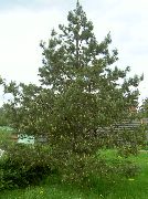 zelena Biljka Bor (Pinus) foto