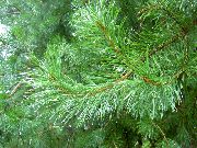 grænt Planta Fura (Pinus) mynd