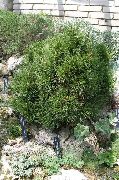 tamno zelene Biljka Bor (Pinus) foto