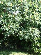 žalias augalas Tigras Akis Žagrenių, Staghorn Žagrenių, Aksomo Žagrenių (Rhus typhina) nuotrauka