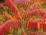piros Növény Tigris Szeme Szömörce, Staghorn Szömörce, Bársony Szömörce (Rhus typhina) fénykép
