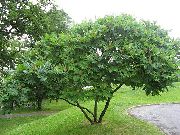 зелений Рослина Торбах Пухнастий, Або Оленерогій (Оцтове Дерево) (Rhus typhina) фото