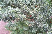hopeanhohtoinen Kasvi Englanti Marjakuusi, Kanadalainen Marjakuusi, Maa Katko (Taxus) kuva