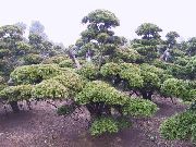 зелена Биљка Енглески Тиса, Канадски Тиса, Приземље Отров (Taxus) фотографија