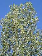 zeleno svijetlo Biljka Cottonwood, Topola (Populus) foto