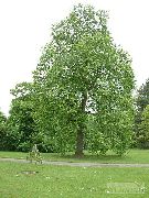 ljusgrön Växt Cottonwood, Poppel (Populus) foto
