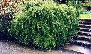 zelena Rastlina Hemlock (Tsuga) fotografija