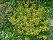 claro-verde Planta Hiba, Falso Arborvitae, Ciprés Japonés Cuerno De Alce (Thujopsis) foto