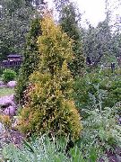 geltonas augalas Thuja  nuotrauka