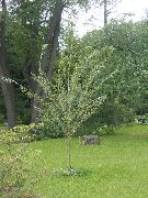 açık yeşil Bitki Chosenia  fotoğraf