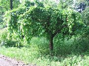 grön Växt Mulberry (Morus) foto