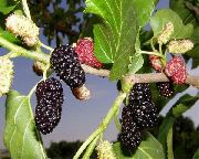 grøn Plante Mulberry (Morus) foto