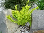 gul Plante Berberis, Japansk Berberis (Berberis thunbergii) foto