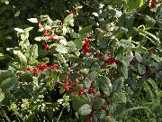 verde Planta Baga Búfalo Prata, , Soapberry Foamberry, Soopalollie, Buffaloberry Canadense (Shepherdia) foto