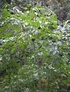 зелена Биљка Сибирски Гинсенг, Ци Ву Јиа (Eleutherococcus) фотографија