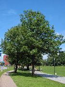 vihreä Kasvi Ash Tree (Fraxinus) kuva