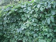 verde Plantă Boston Ivy, Virginia Cățărătoare, Woodbine (Parthenocissus) fotografie