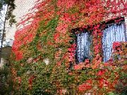 rdeča Rastlina Boston Ivy, Virginia Puzavac, Woodbine (Parthenocissus) fotografija