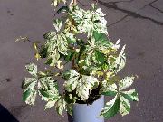 več barv Rastlina Boston Ivy, Virginia Puzavac, Woodbine (Parthenocissus) fotografija