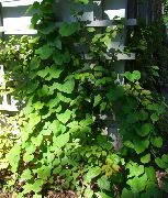 зелен Растение Тръба Холандеца (Широк Прелисти Раждане Жълт) (Aristolochia macrophylla) снимка