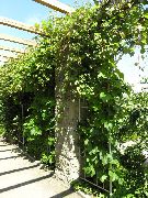 Amūras Vīnogu zaļš Augs