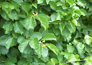 светло зелена Биљка Оријентални Биттерсвеет (Celastrus orbiculata) фотографија