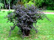 burgonja Biljka Istočni Ninebark (Physocarpus opulifolius) foto