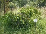 grønn Anlegg Bjørk (Betula) bilde
