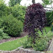burgundia Taim Kask (Betula) foto