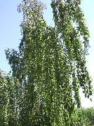 žalias augalas Beržas (Betula) nuotrauka