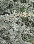 сребрист Растение Морското Лобода, Средиземноморска Сол Буш (Atriplex halimus) снимка