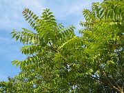 verde Planta Árbol Del Cielo, El Zumaque Chino, Apestar Árbol (Ailanthus altissima) foto