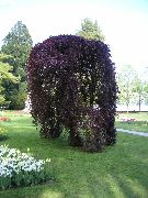 бордовий Рослина Бук Європейський (Fagus sylvatica) фото