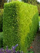 rumena Rastlina Leyland Cypress (Cupressocyparis) fotografija