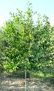 žalias augalas Rūgštus Guma, Blackgum, Tupelo, Pepperidge (Nyssa sylvatica) nuotrauka