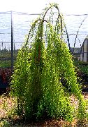 ljusgrön Växt Sumpcypress (Taxodium distichum) foto