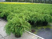 verde Planta Ciprés Alfombra Siberiano (Microbiota decussata) foto