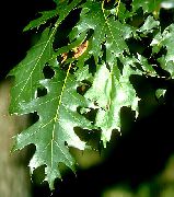 深绿 卉 橡木 (Quercus) 照片