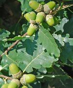 zelená Rastlina Dub (Quercus) fotografie